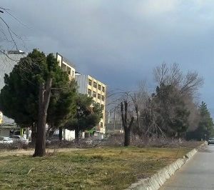 گلکاری میادین و بلوار های شهر یاسوج/ اجرای هرس و بازپیرایی درختان
